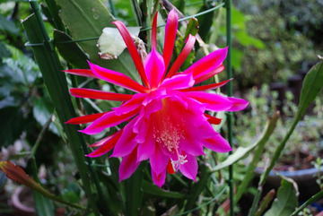 ���傢�����i���V�j�I���W�̒�