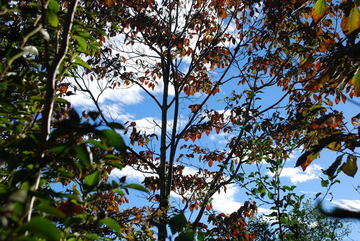 ���傢�����i���V�j�I���W�̒�