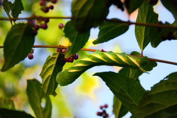 ���傢�����i���V�j�I���W�̒�