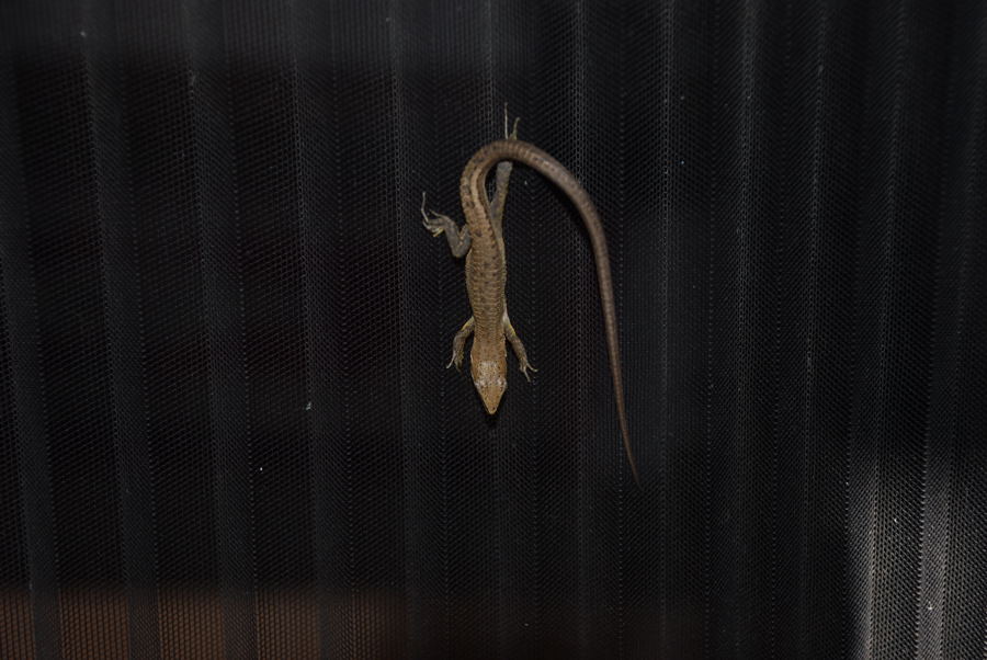 ���傢�����i���V�j�I���W�̒�