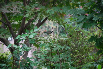 ���傢�����i���V�j�I���W�̒�