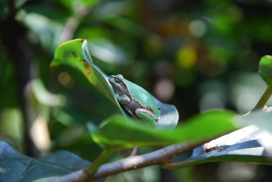 ���傢�����i���V�j�I���W�̒�