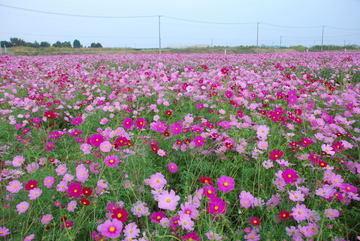 ���傢�����i���V�j�I���W�̒�