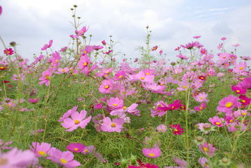 ���傢�����i���V�j�I���W�̒�