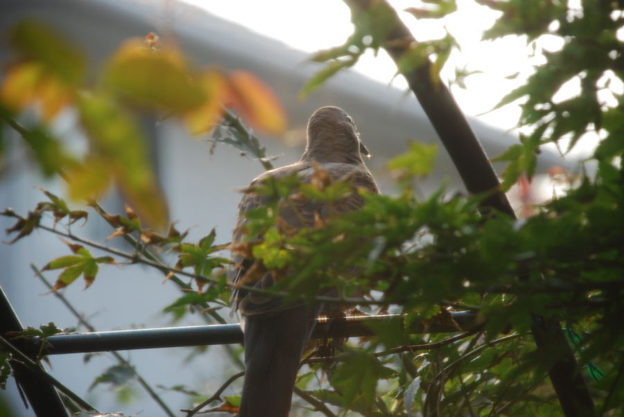 ���傢�����i���V�j�I���W�̒�