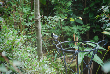 ���傢�����i���V�j�I���W�̒�