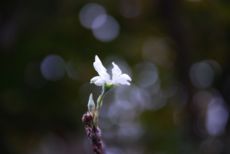 ���傢�����i���V�j�I���W�̒�