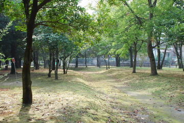 ���傢�����i���V�j�I���W�̒�