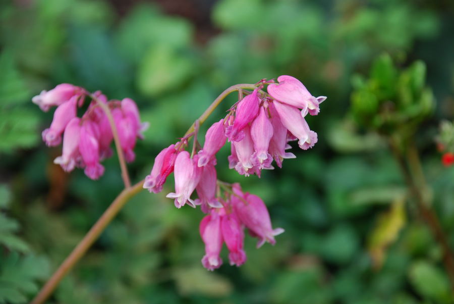 ���傢�����i���V�j�I���W�̒�