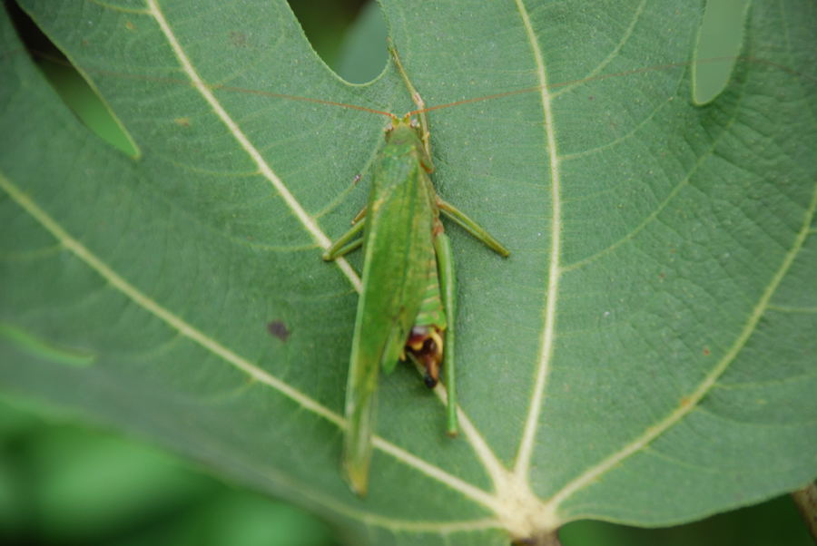 ���傢�����i���V�j�I���W�̒�