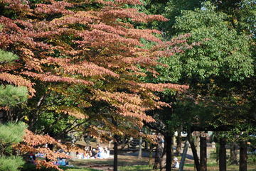 ���傢�����i���V�j�I���W�̒�