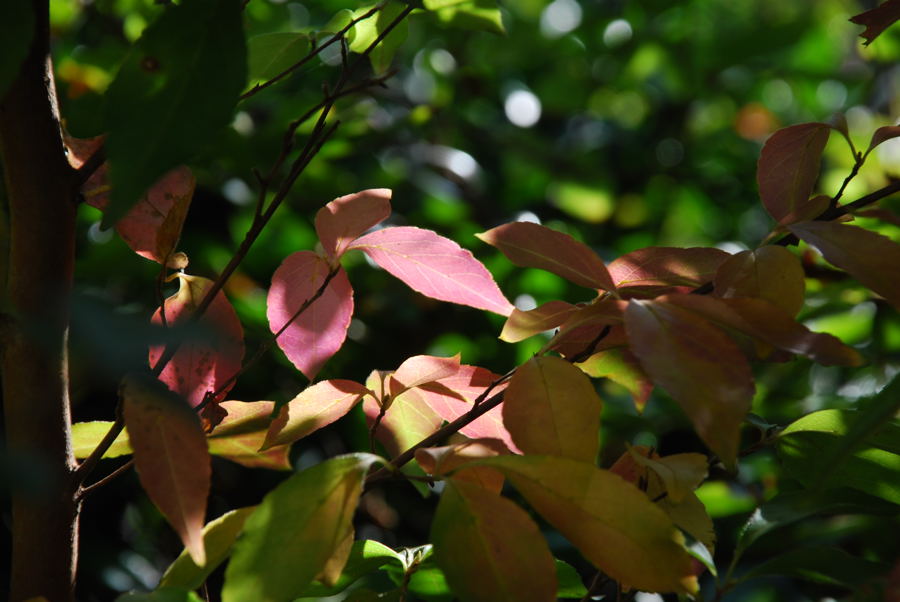 ���傢�����i���V�j�I���W�̒�