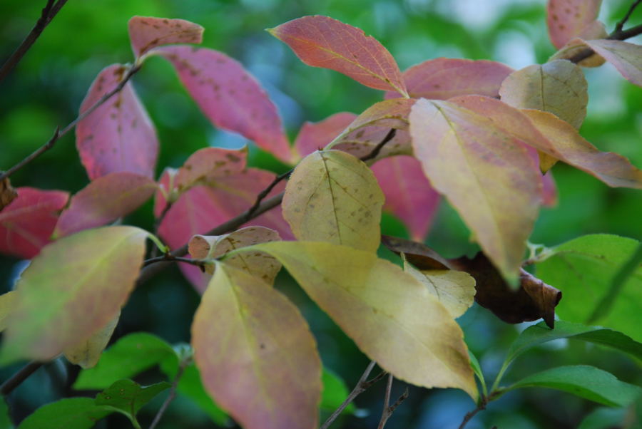 ���傢�����i���V�j�I���W�̒�