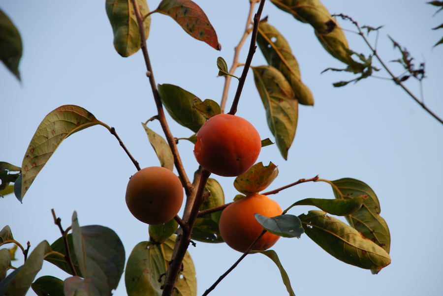 ���傢�����i���V�j�I���W�̒�