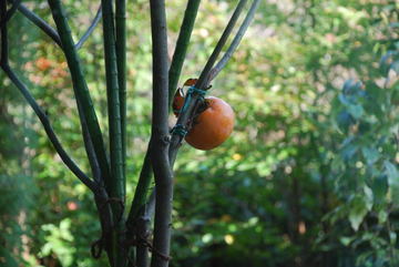 ���傢�����i���V�j�I���W�̒�