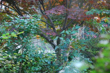 ���傢�����i���V�j�I���W�̒�