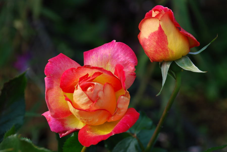 ���傢�����i���V�j�I���W�̒�