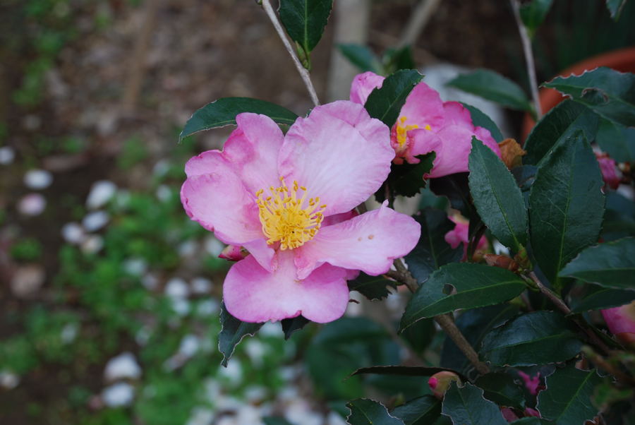 ���傢�����i���V�j�I���W�̒�