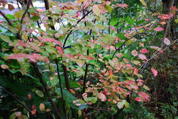 ���傢�����i���V�j�I���W�̒�