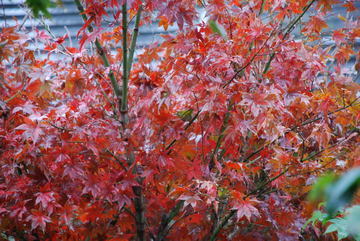 ���傢�����i���V�j�I���W�̒�