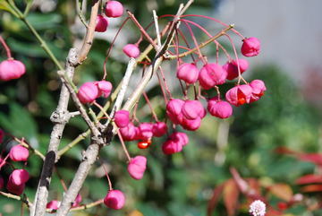 ���傢�����i���V�j�I���W�̒�