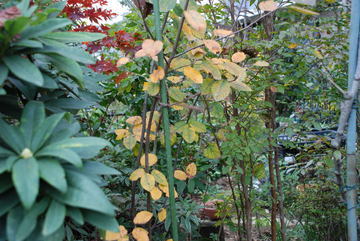 ���傢�����i���V�j�I���W�̒�