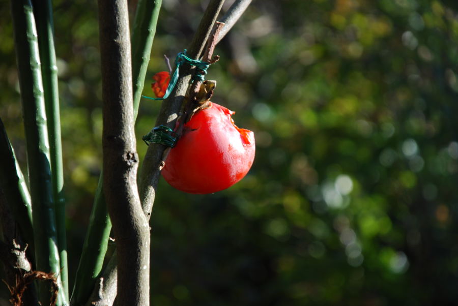 ���傢�����i���V�j�I���W�̒�