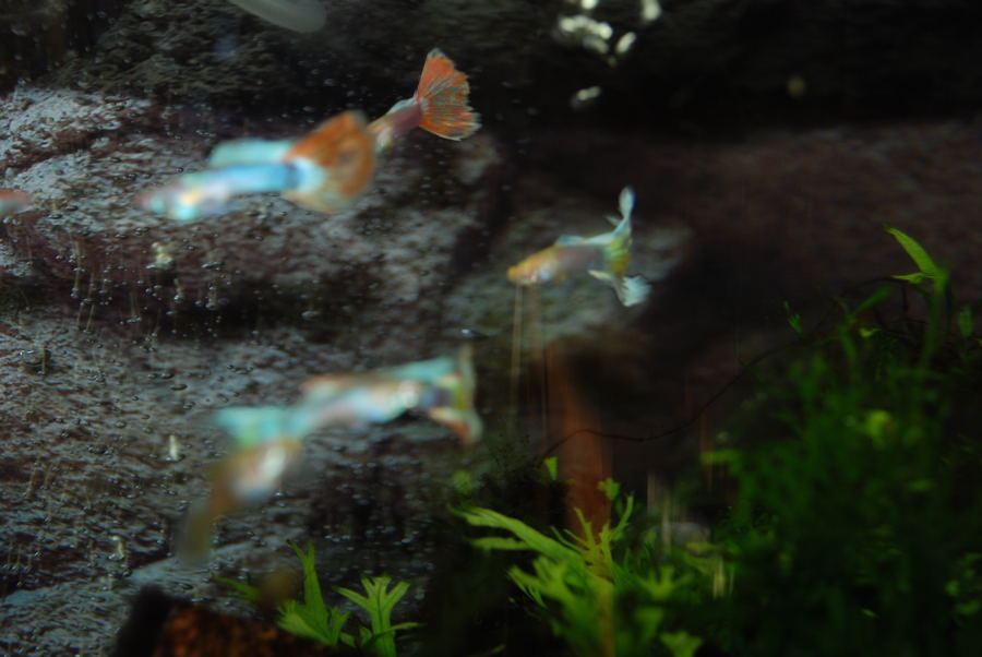 ���傢�����i���V�j�I���W�̒�