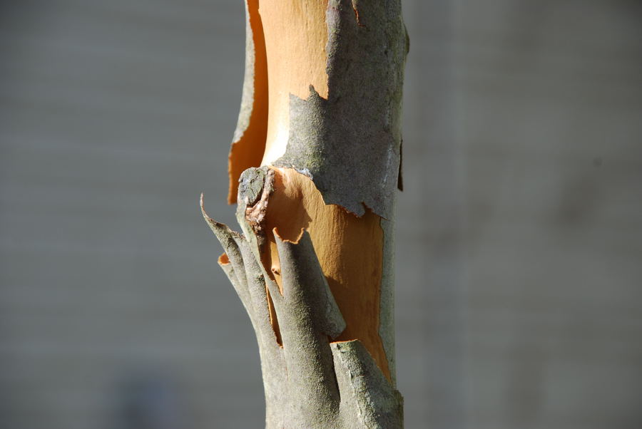 ���傢�����i���V�j�I���W�̒�