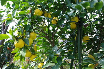 ���傢�����i���V�j�I���W�̒�