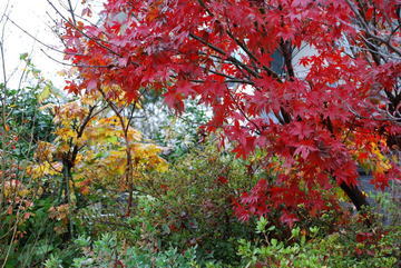 ���傢�����i���V�j�I���W�̒�