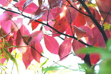 ���傢�����i���V�j�I���W�̒�