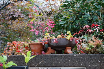 ���傢�����i���V�j�I���W�̒�