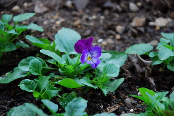 ���傢�����i���V�j�I���W�̒�