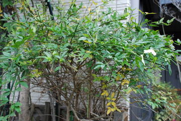 ���傢�����i���V�j�I���W�̒�