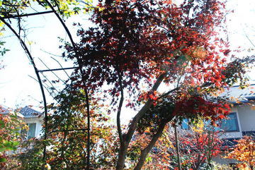 ���傢�����i���V�j�I���W�̒�