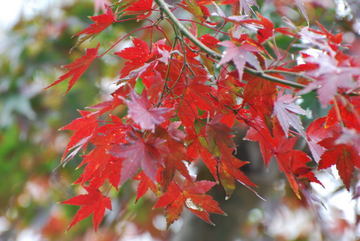 ���傢�����i���V�j�I���W�̒�