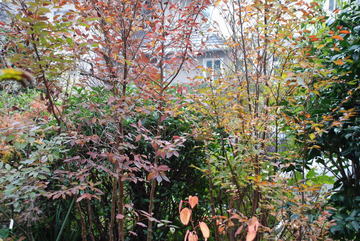 ���傢�����i���V�j�I���W�̒�