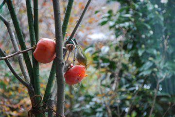 ���傢�����i���V�j�I���W�̒�