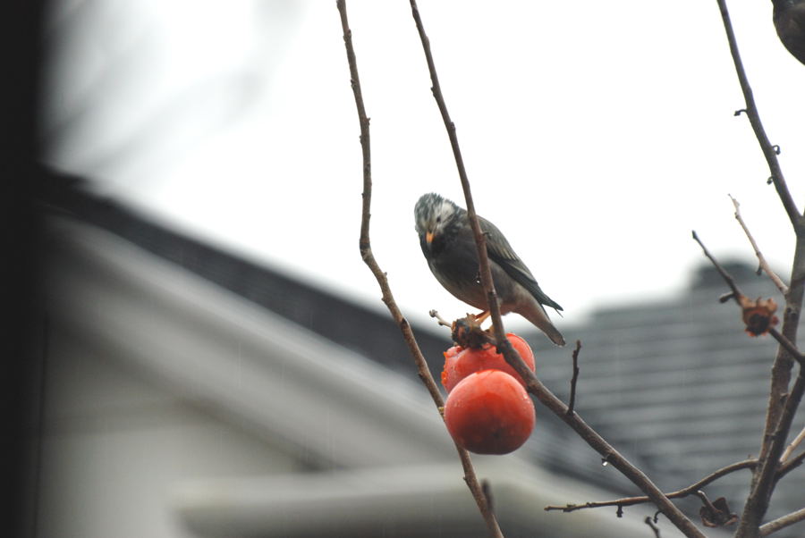 ���傢�����i���V�j�I���W�̒�