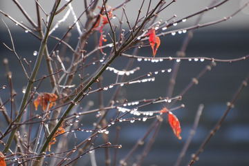 ���傢�����i���V�j�I���W�̒�