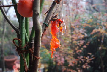 ���傢�����i���V�j�I���W�̒�