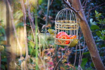 ���傢�����i���V�j�I���W�̒�