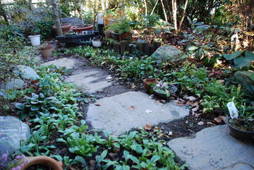 ���傢�����i���V�j�I���W�̒�