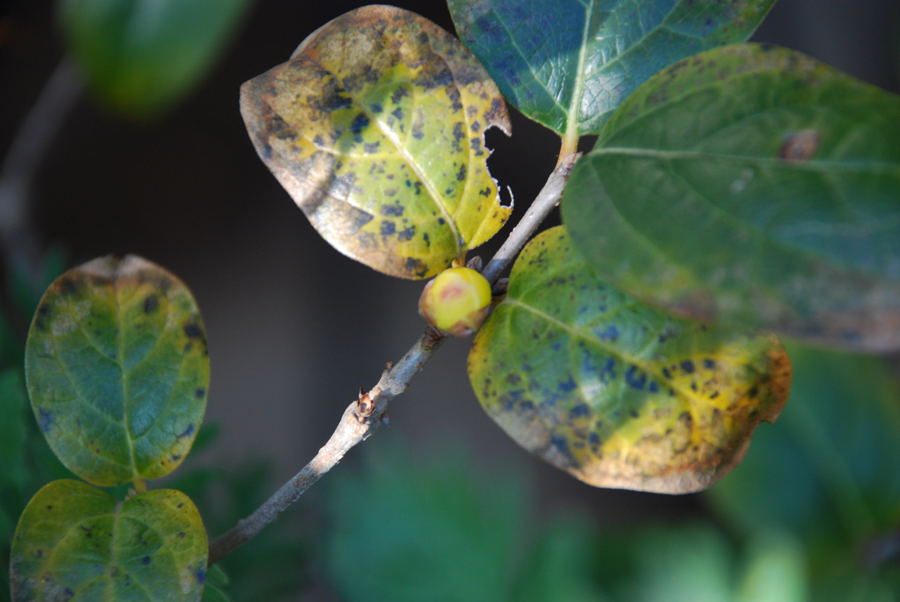 ���傢�����i���V�j�I���W�̒�