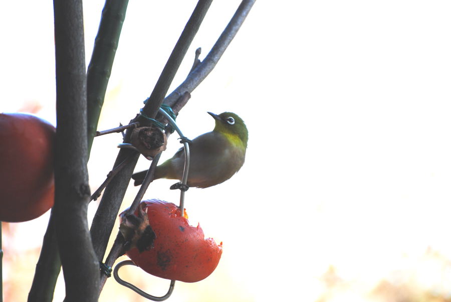 ���傢�����i���V�j�I���W�̒�