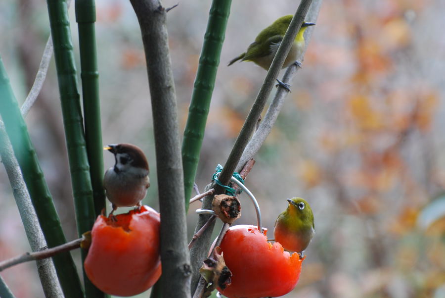 ���傢�����i���V�j�I���W�̒�