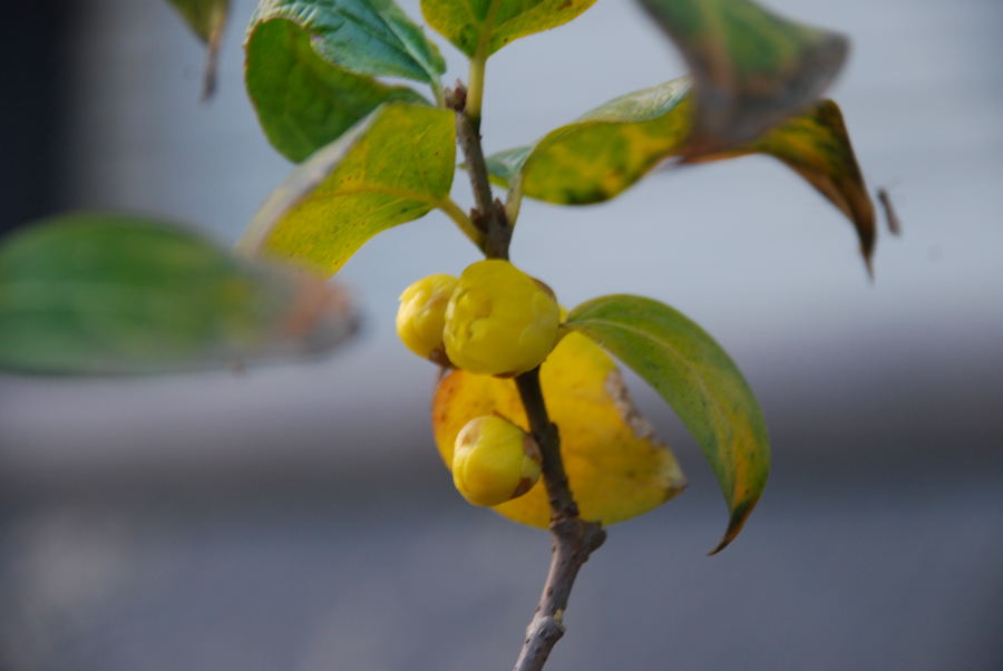 ���傢�����i���V�j�I���W�̒�