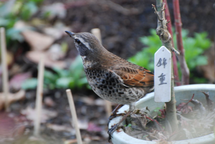 ���傢�����i���V�j�I���W�̒�