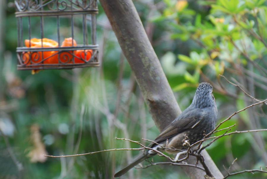 ���傢�����i���V�j�I���W�̒�